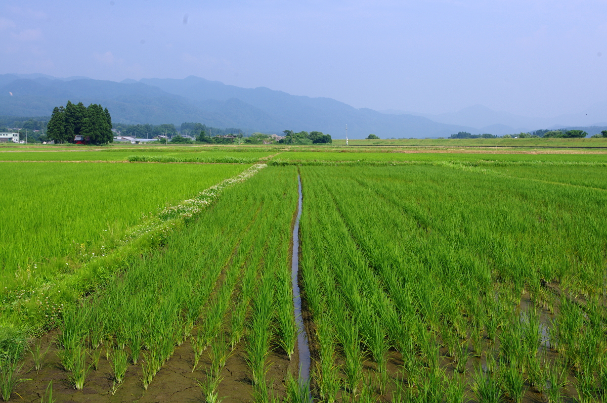 令和7年産 岩船産コシヒカリ 無農薬米 溝切り作業(追加です)