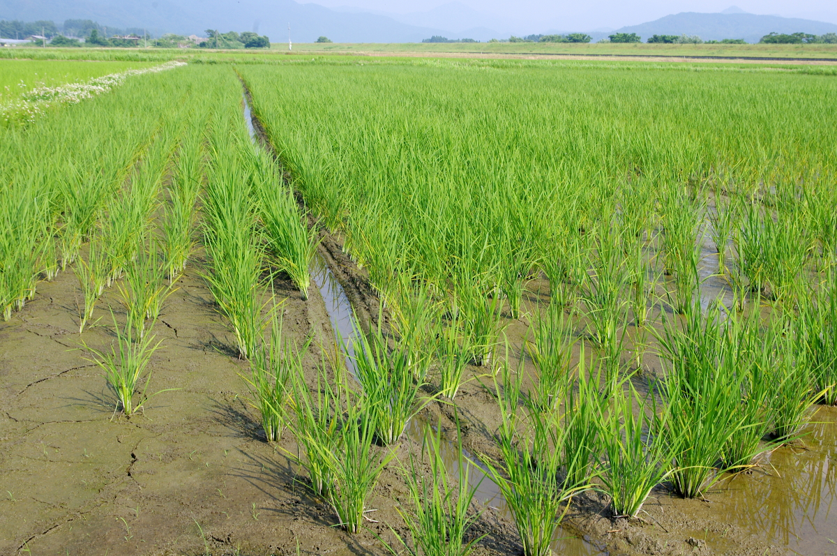 令和7年産 岩船産コシヒカリ 無農薬米 溝切り作業(追加です)
