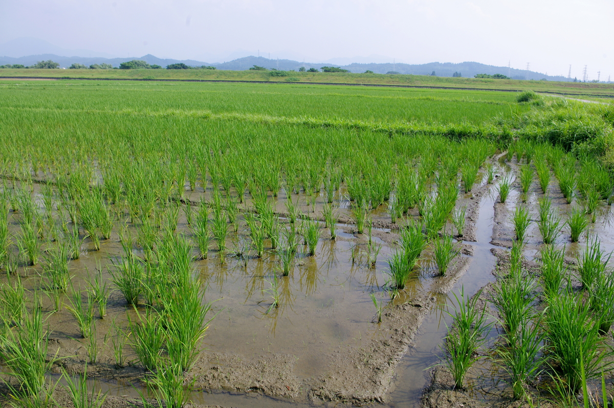 令和7年産 岩船産コシヒカリ 無農薬米 溝切り作業(追加です)