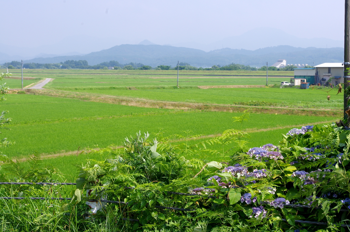 令和7年産 岩船産コシヒカリ 無農薬米 溝切り作業(追加です)