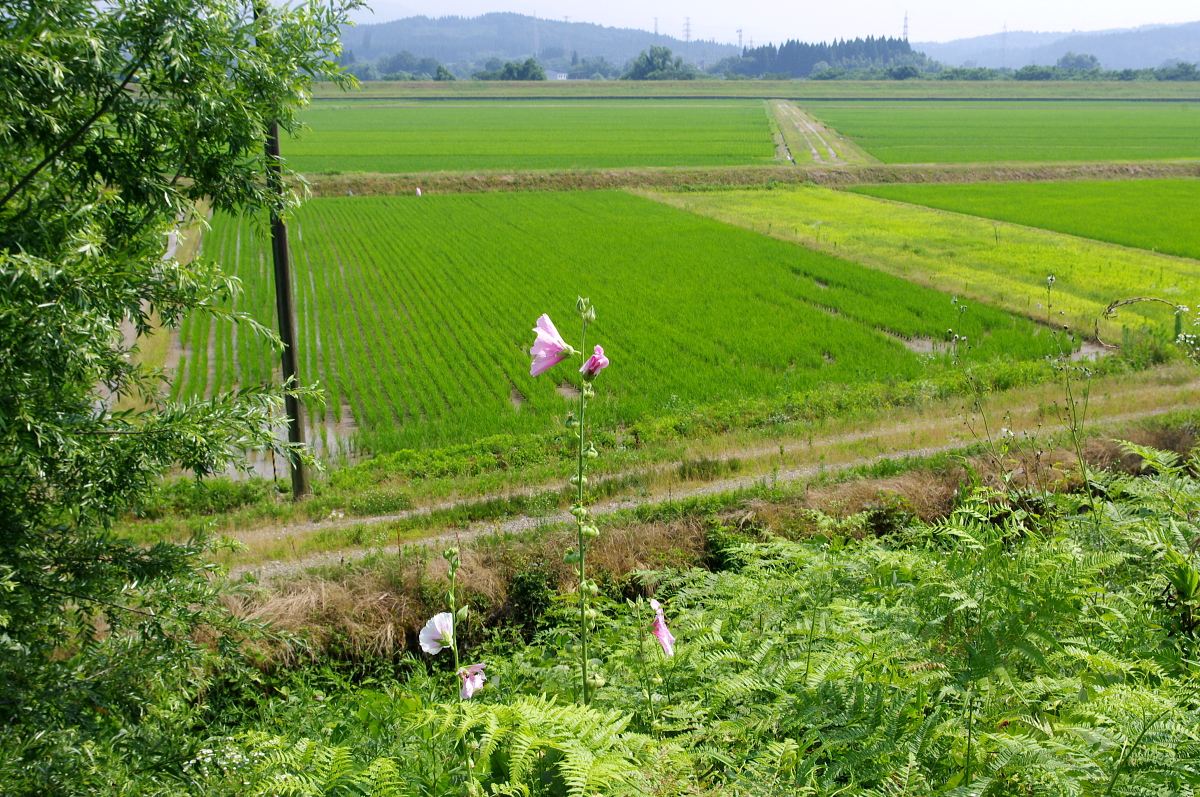 令和7年産 岩船産コシヒカリ 無農薬米 溝切り作業(追加です)
