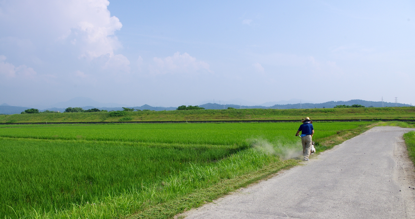 令和7年産 岩船産コシヒカリ 無農薬米 草刈り