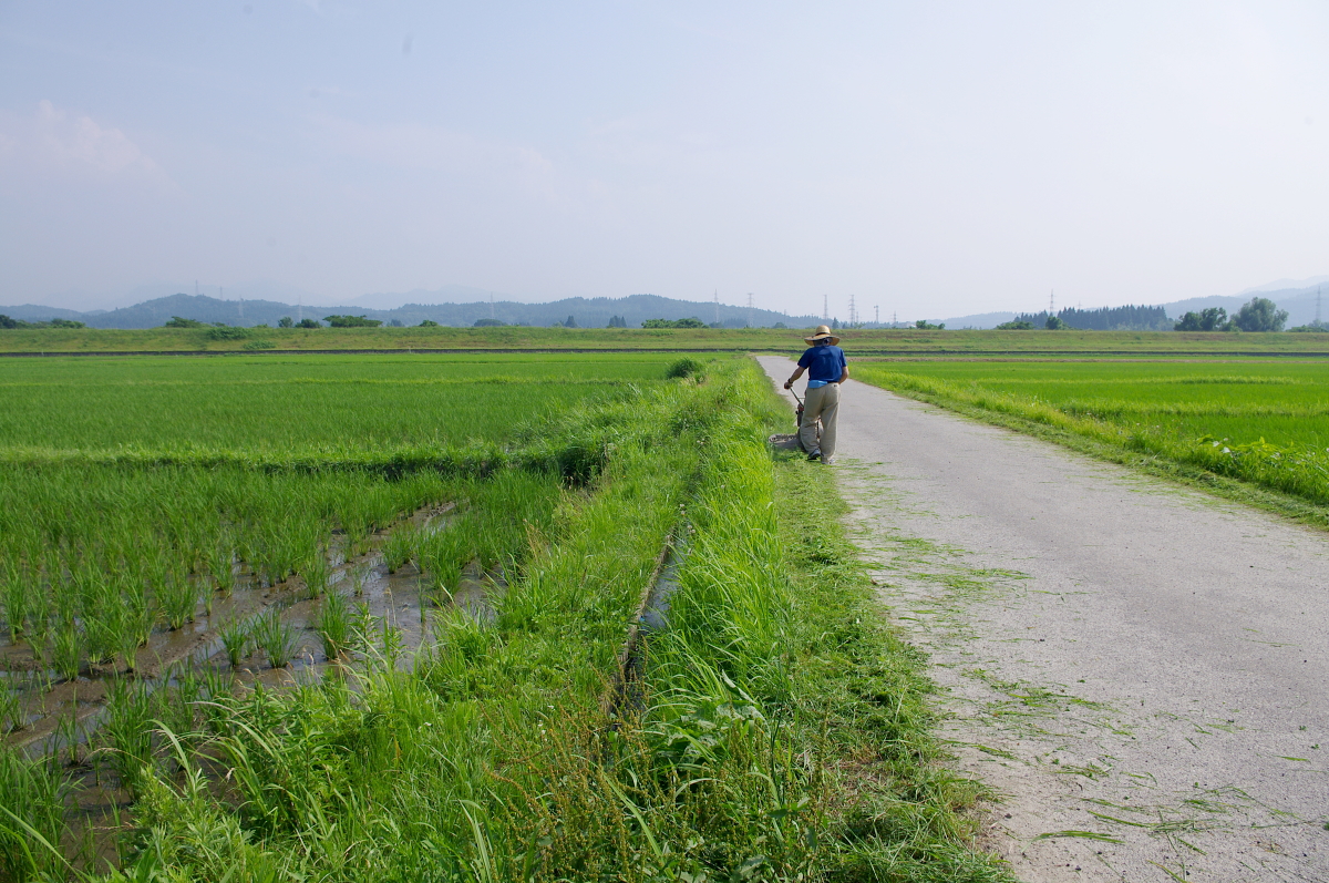 令和7年産 岩船産コシヒカリ 無農薬米 草刈り