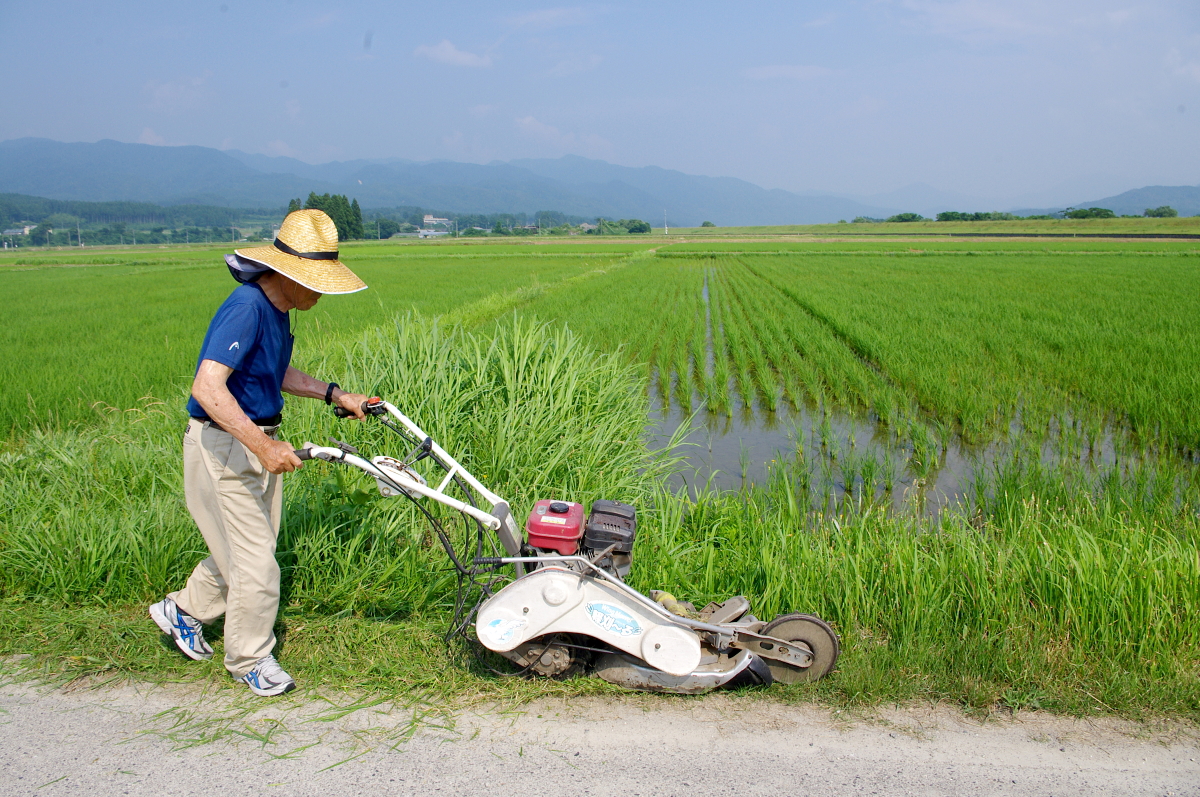 令和7年産 岩船産コシヒカリ 無農薬米 草刈り