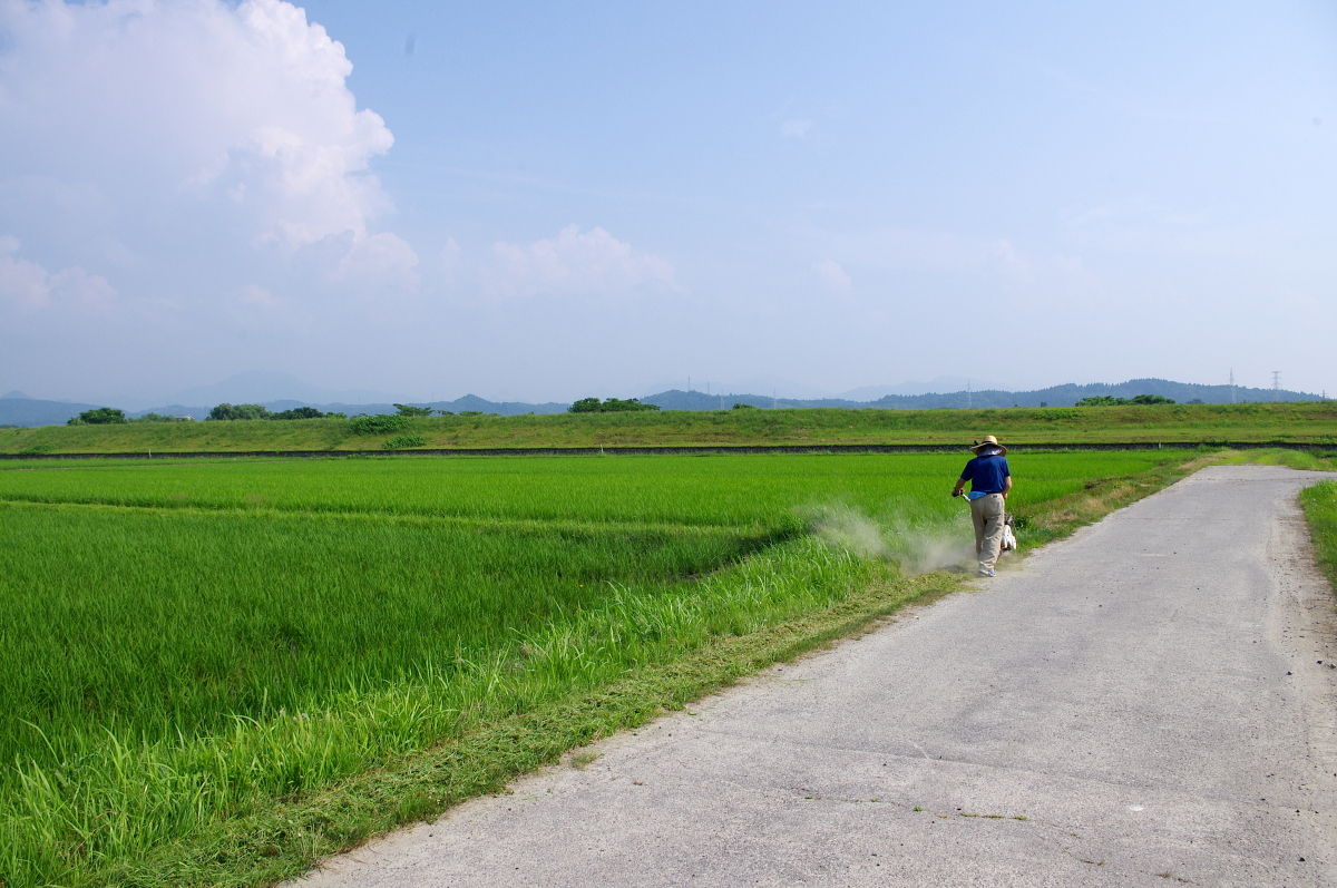 令和7年産 岩船産コシヒカリ 無農薬米 草刈り