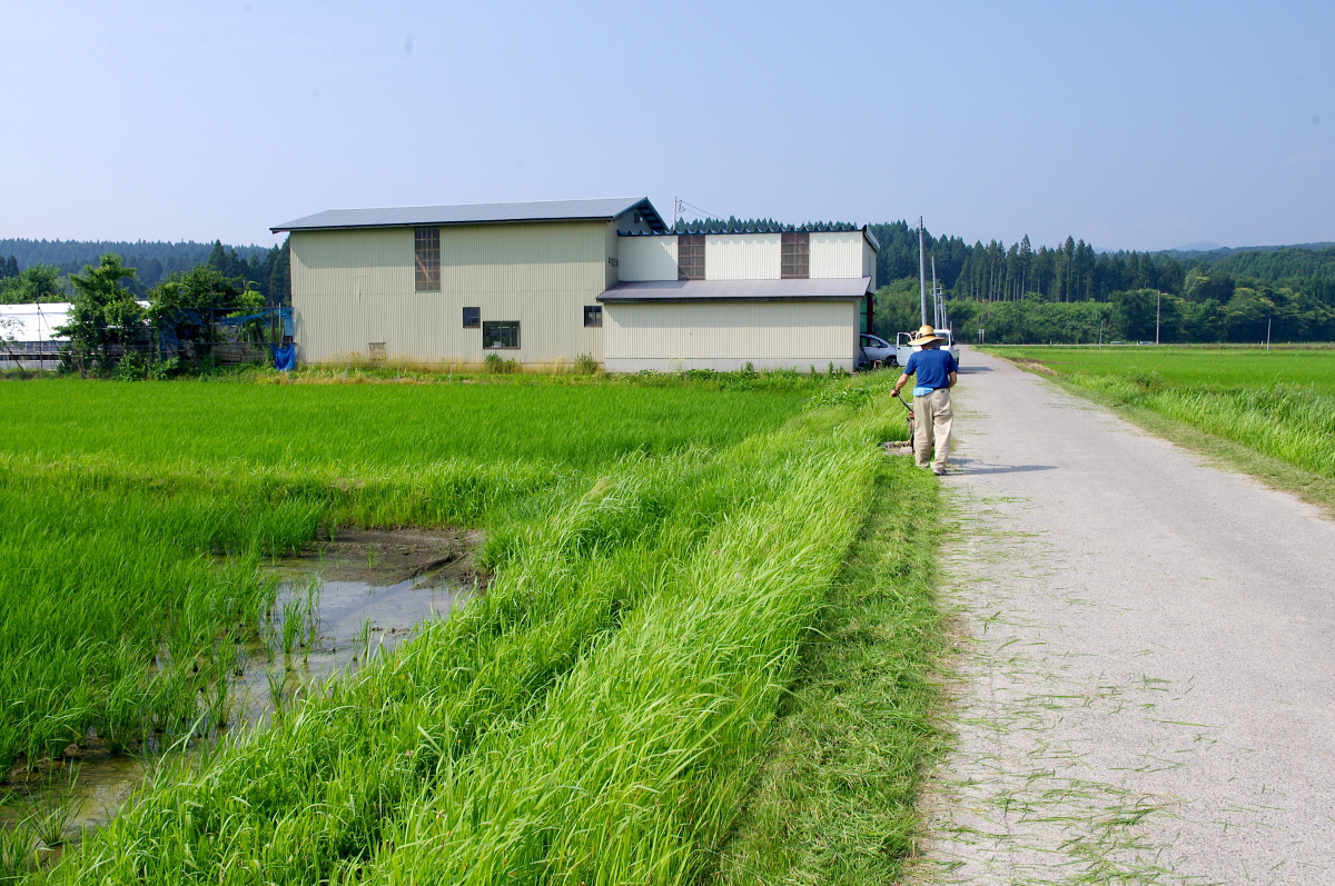令和7年産 岩船産コシヒカリ 無農薬米 草刈り