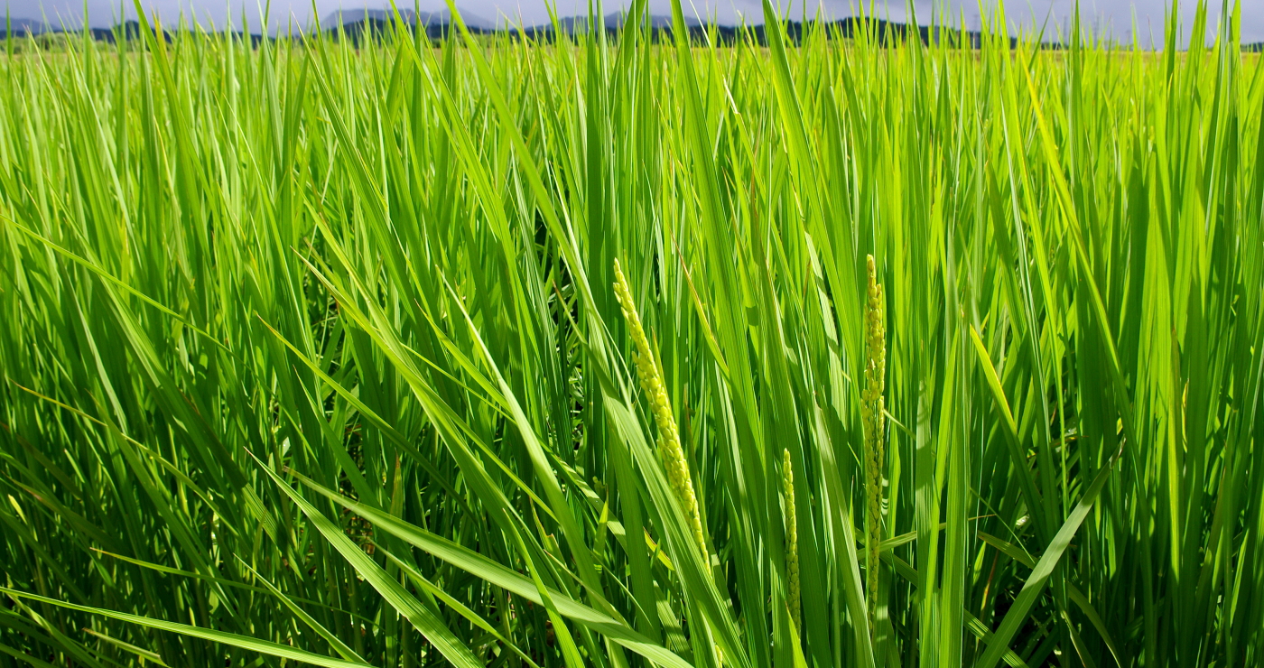 令和7年産 岩船産コシヒカリ 無農薬米 恵みの雨・・・少し出穂