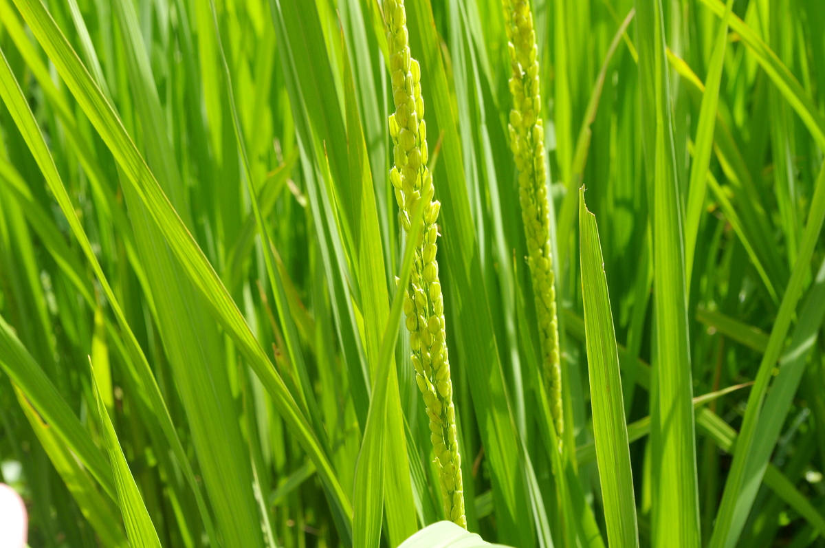 令和7年産 岩船産コシヒカリ 無農薬米 恵みの雨から少し出穂