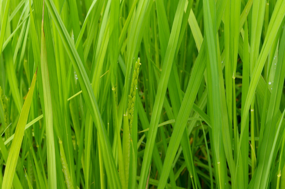 令和7年産 岩船産コシヒカリ 無農薬米 恵みの雨から少し出穂
