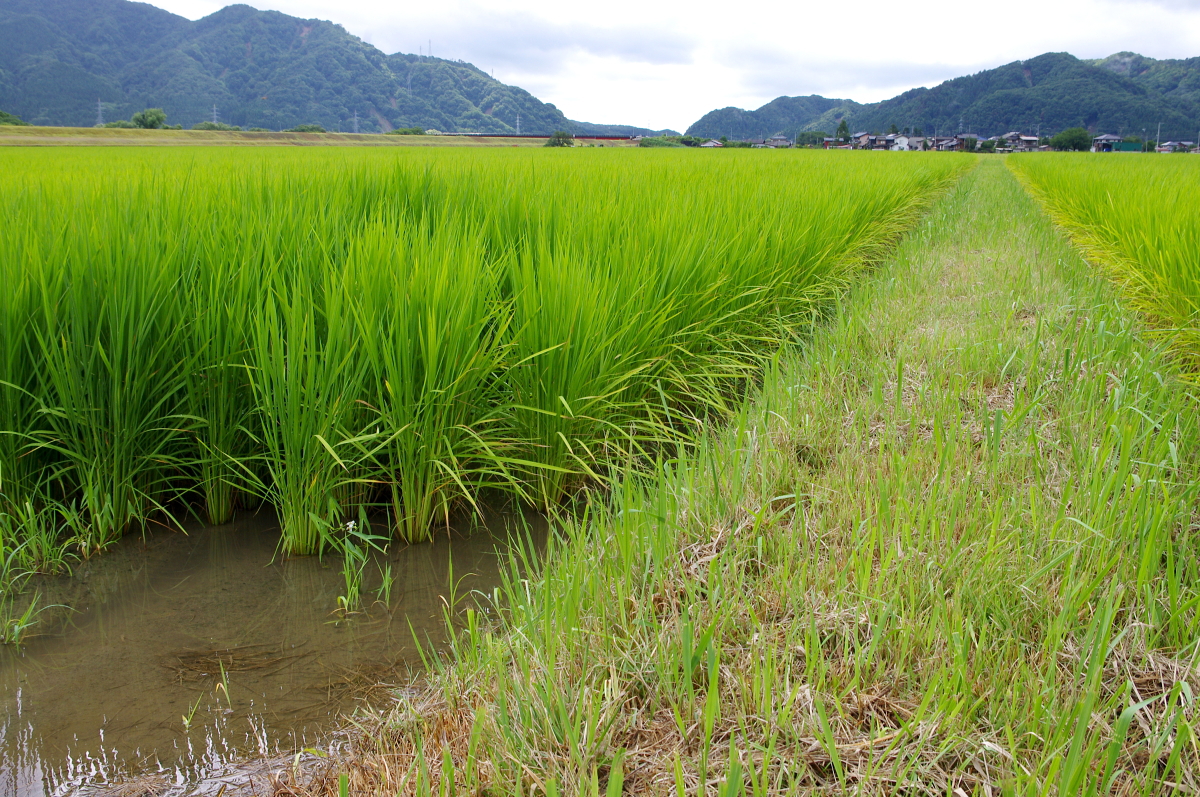 令和7年産 岩船産コシヒカリ 無農薬米 恵みの雨から少し出穂