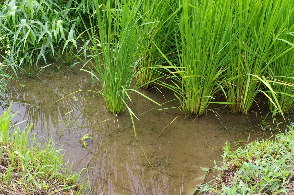 令和7年産 岩船産コシヒカリ 無農薬米 恵みの雨から少し出穂