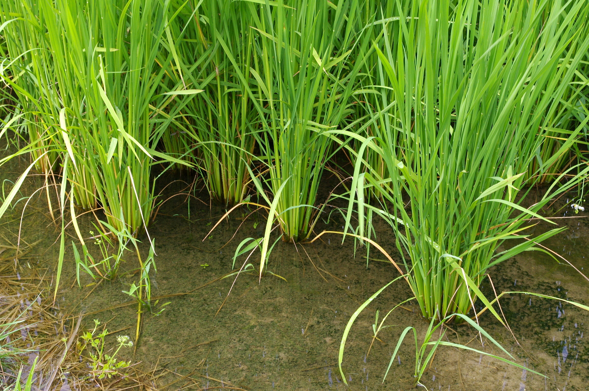 令和7年産 岩船産コシヒカリ 無農薬米 恵みの雨から少し出穂