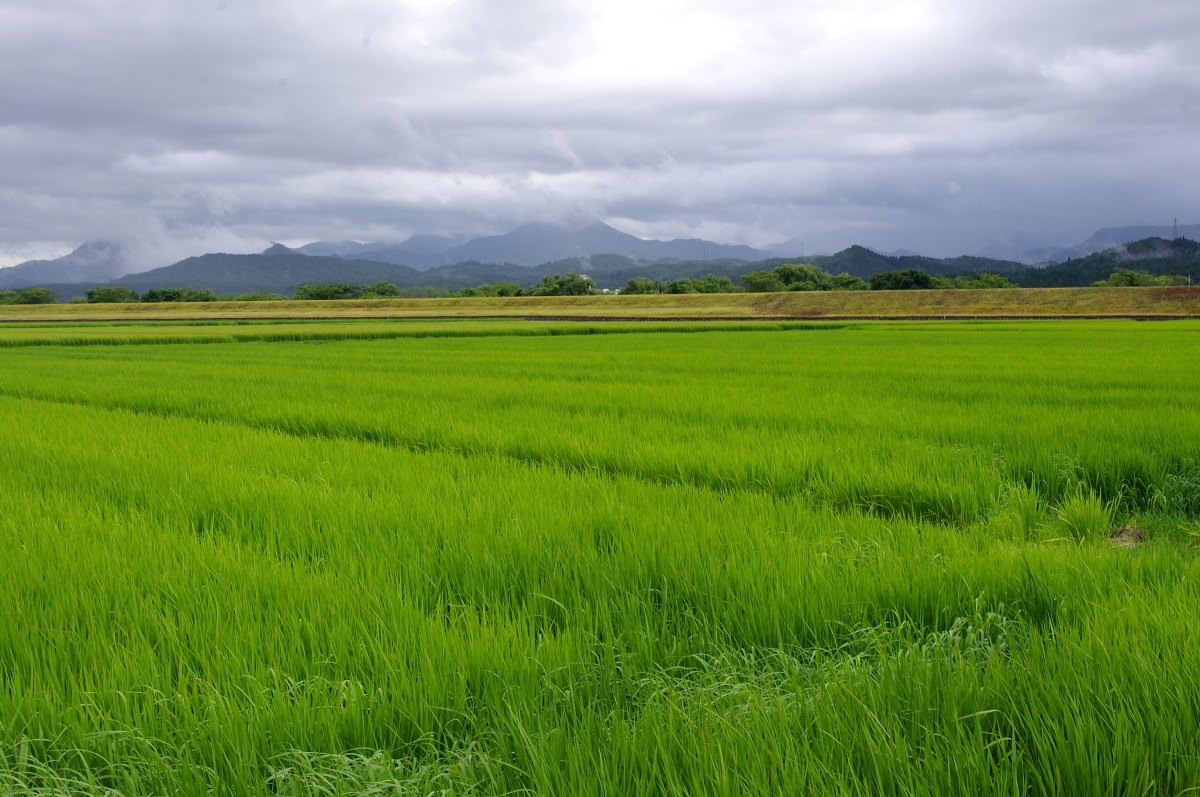 令和7年産 岩船産コシヒカリ 無農薬米 恵みの雨から少し出穂