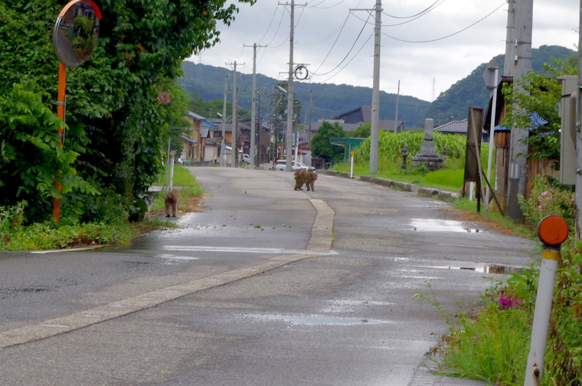 令和7年産 岩船産コシヒカリ 無農薬米 恵みの雨から少し出穂