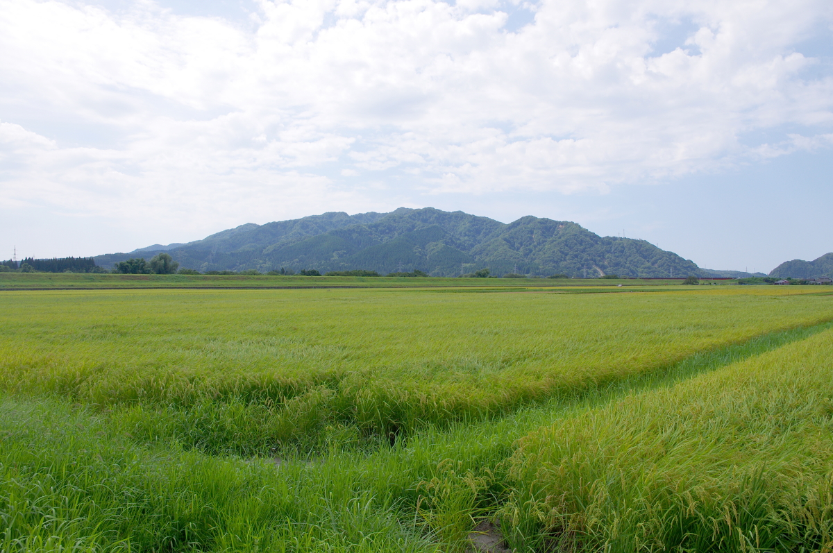 令和7年産 岩船産コシヒカリ 無農薬米 登熟期後半です