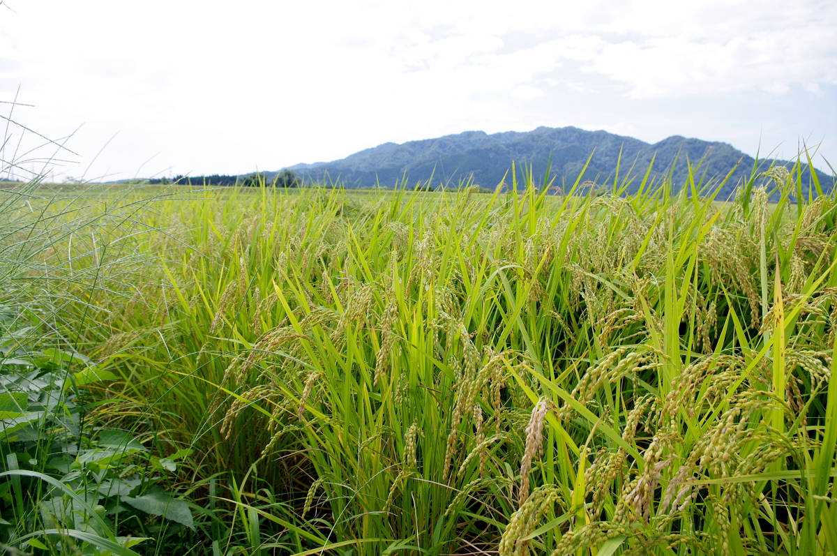 令和7年産 岩船産コシヒカリ 無農薬米 登熟期後半です