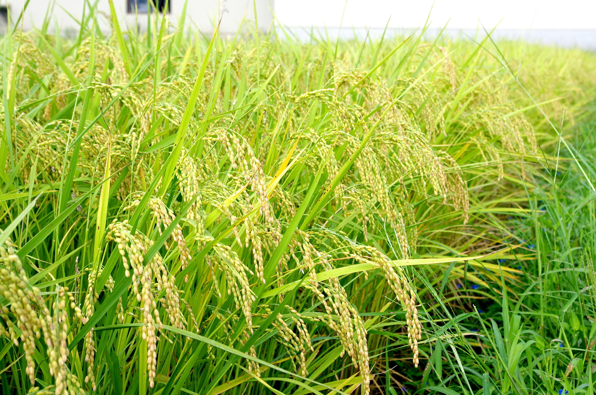令和7年産 岩船産コシヒカリ 無農薬米 登熟期後半です