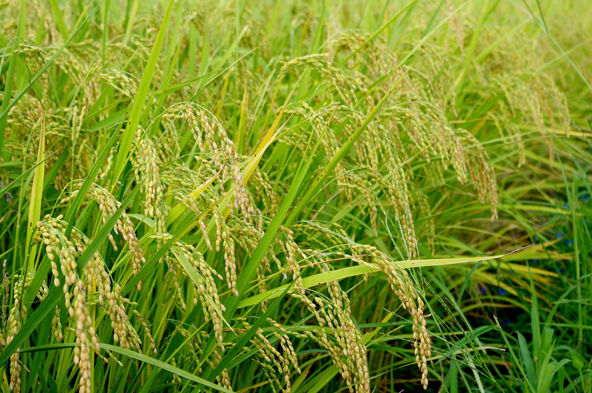 令和7年産 岩船産コシヒカリ 無農薬米 登熟期後半です