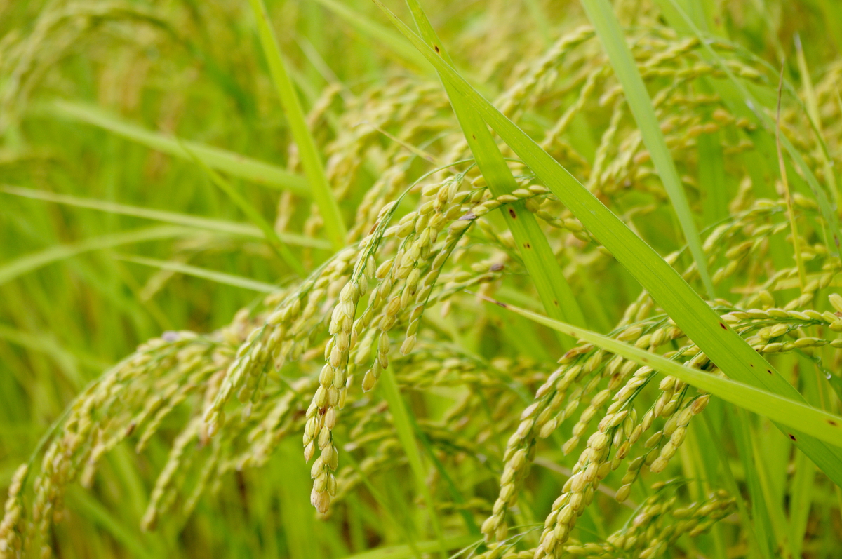 令和7年産 岩船産コシヒカリ 無農薬米 登熟期後半です