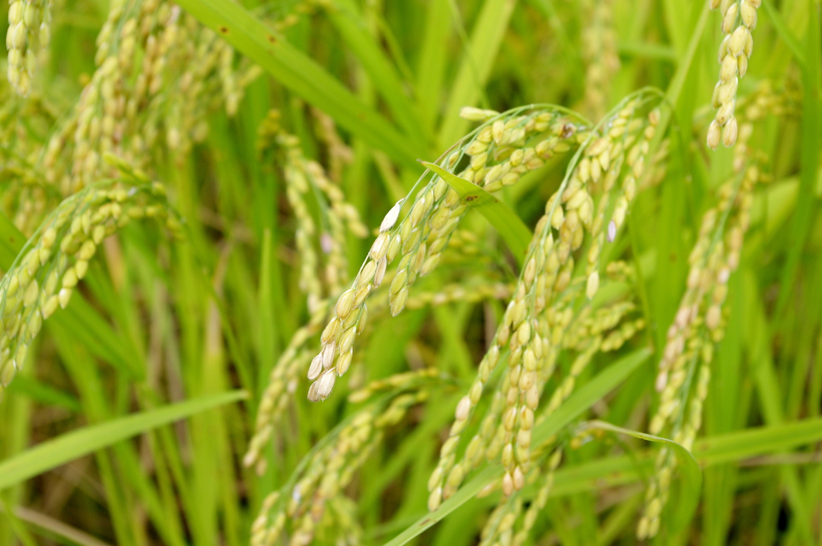 令和7年産 岩船産コシヒカリ 無農薬米 登熟期後半です
