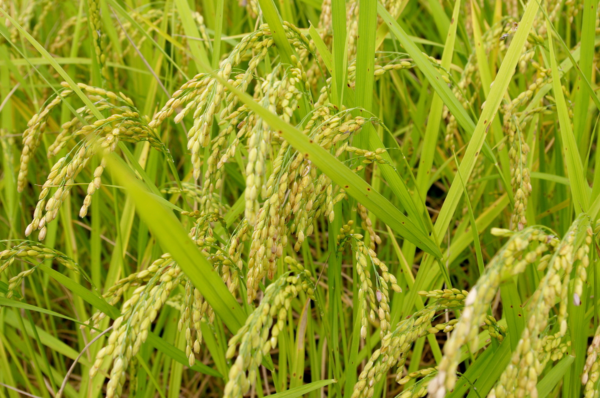 令和7年産 岩船産コシヒカリ 無農薬米 登熟期後半です