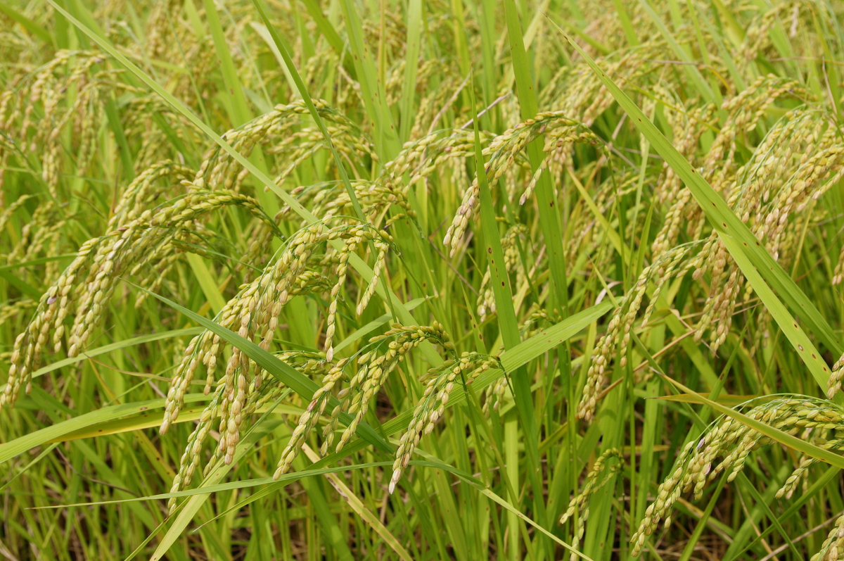 令和7年産 岩船産コシヒカリ 無農薬米 登熟期後半です