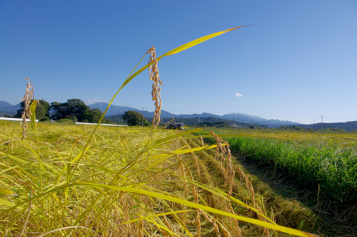 令和7年産 岩船産コシヒカリ 【極上】こだわり米 稲刈りです