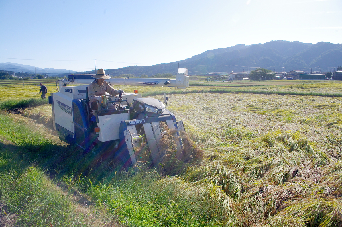 令和7年産 岩船産コシヒカリ 【極上】こだわり米 稲刈りです