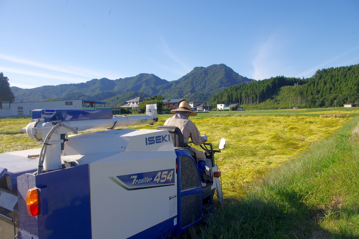 令和7年産 岩船産コシヒカリ 【極上】こだわり米 稲刈りです