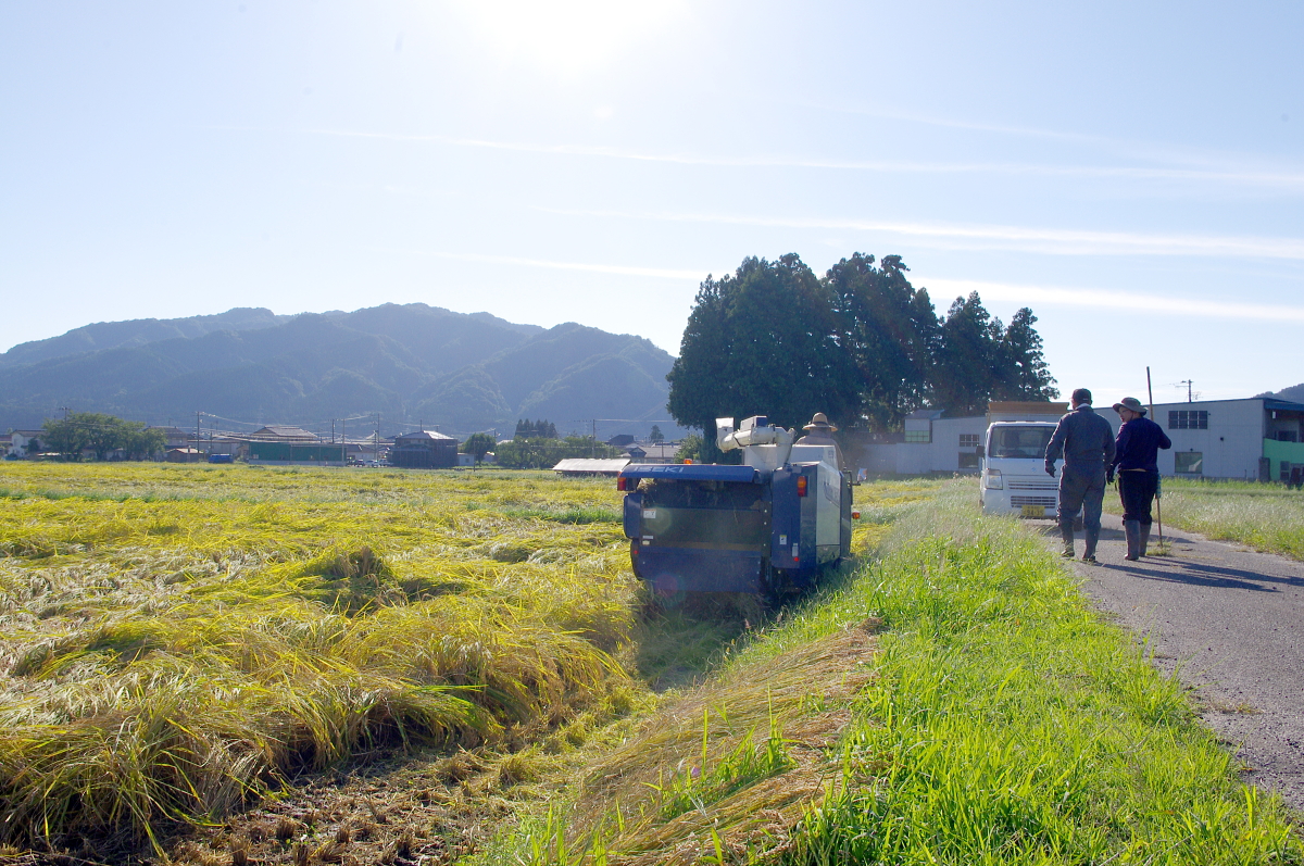 令和7年産 岩船産コシヒカリ 【極上】こだわり米 稲刈りです