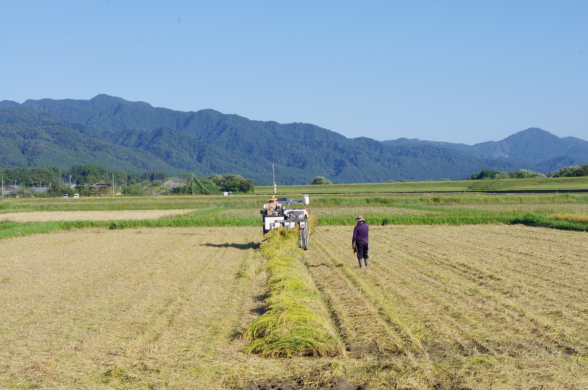 令和7年産 岩船産コシヒカリ 無農薬米 稲刈り始まりました