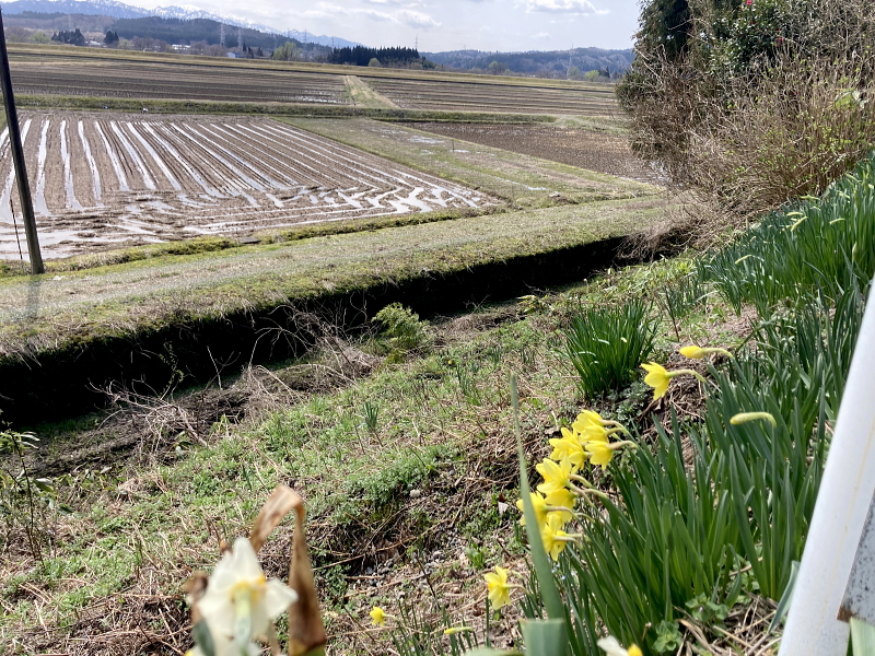 春を迎えております