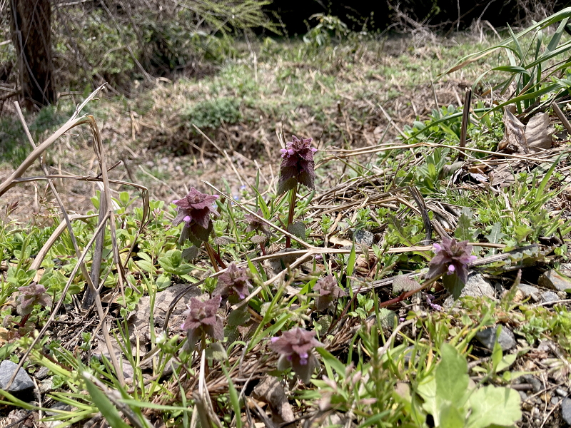 春を迎えております