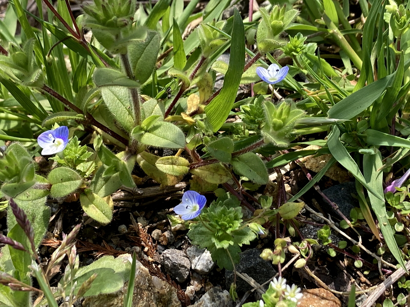 春を迎えております