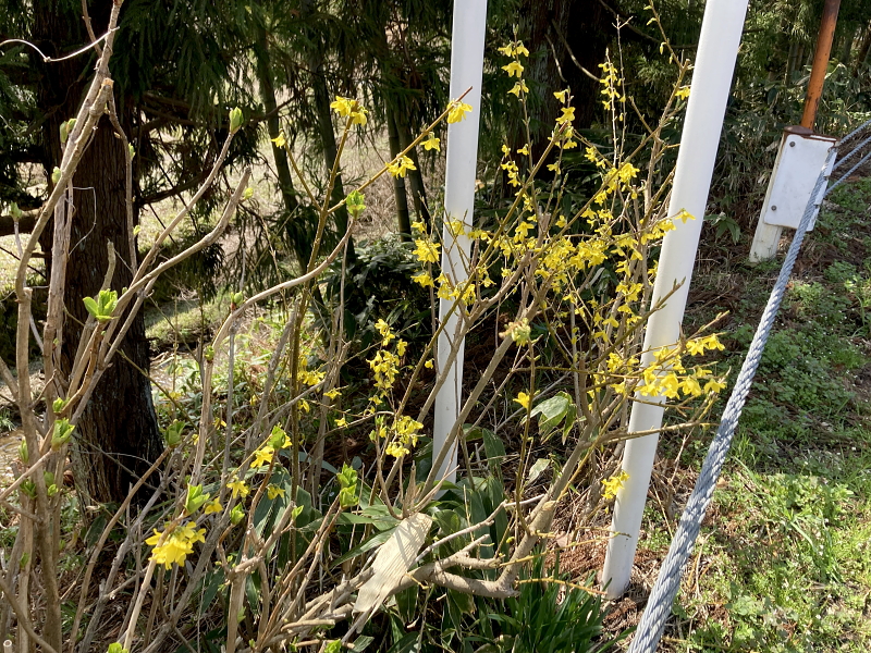 春を迎えております