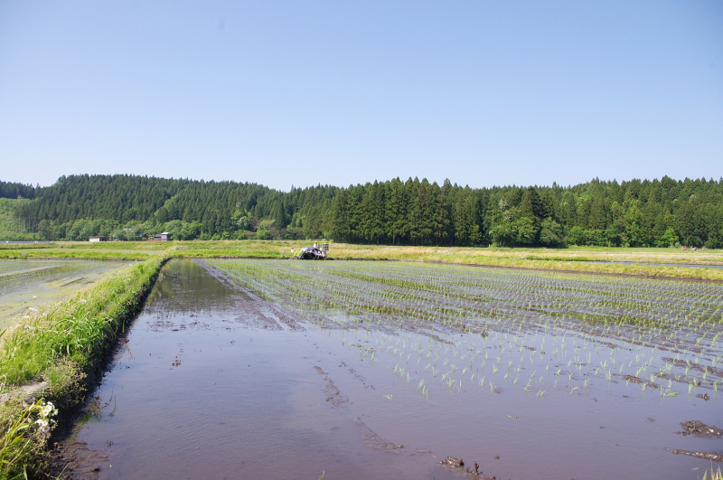 令和8年産 岩船産コシヒカリ 無農薬米 田植え