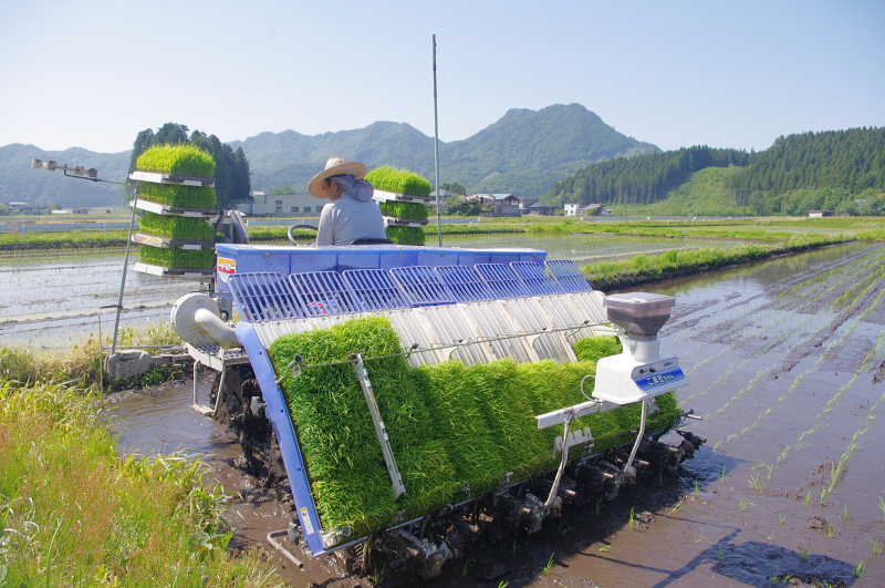 令和8年産 岩船産コシヒカリ 無農薬米 田植え