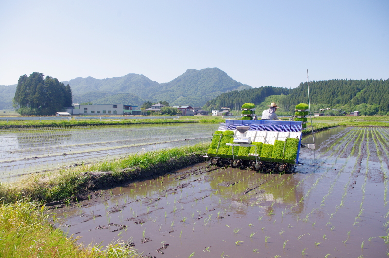 令和8年産 岩船産コシヒカリ 無農薬米 田植え