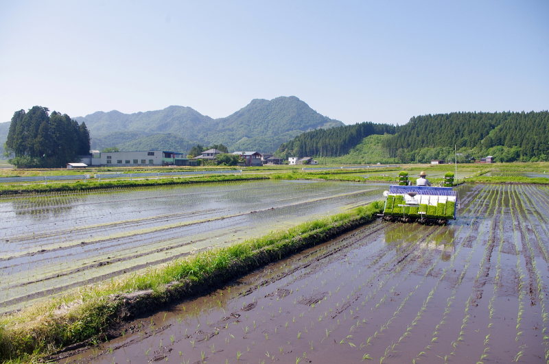 令和8年産 岩船産コシヒカリ 無農薬米 田植え