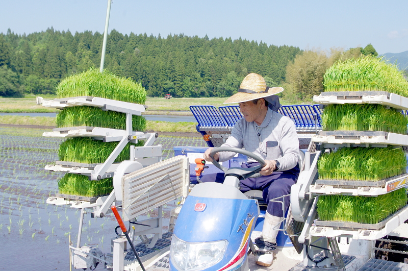 令和8年産 岩船産コシヒカリ 無農薬米 田植え