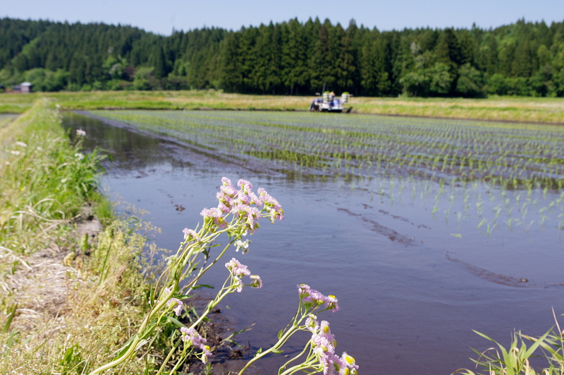 令和8年産 岩船産コシヒカリ 無農薬米 田植え