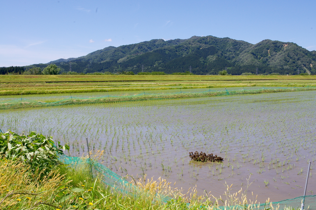 無農薬米 令和8年のアイガモ除草隊 活動開始しました