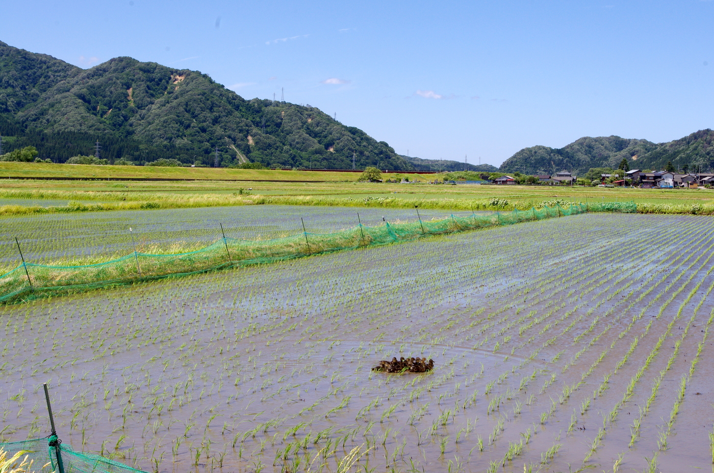 無農薬米 令和8年のアイガモ除草隊 活動開始しました