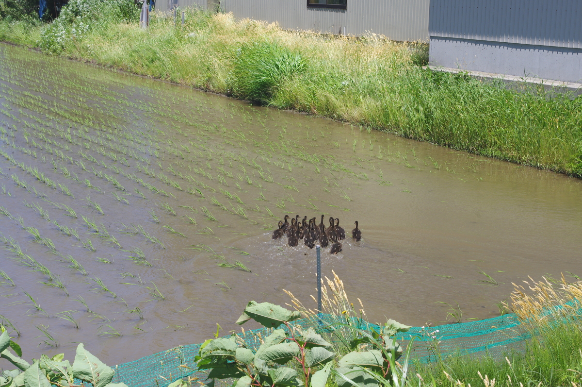 無農薬米 令和8年のアイガモ除草隊 活動開始しました