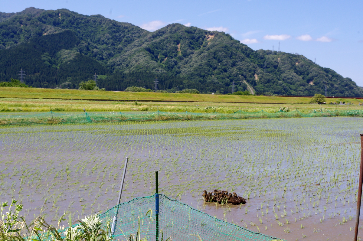 無農薬米 令和8年のアイガモ除草隊 活動開始しました