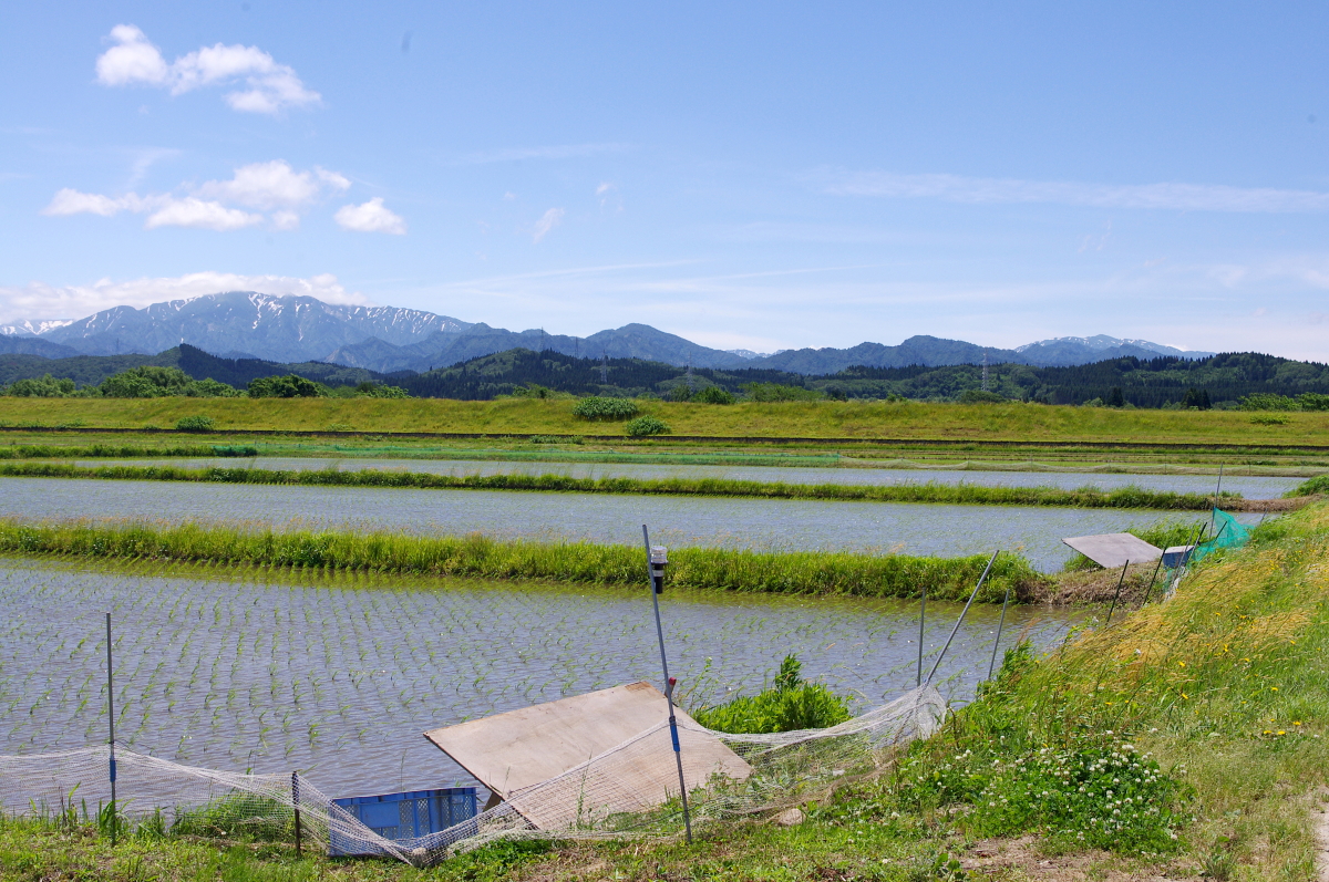 無農薬米 令和8年のアイガモ除草隊 活動開始しました