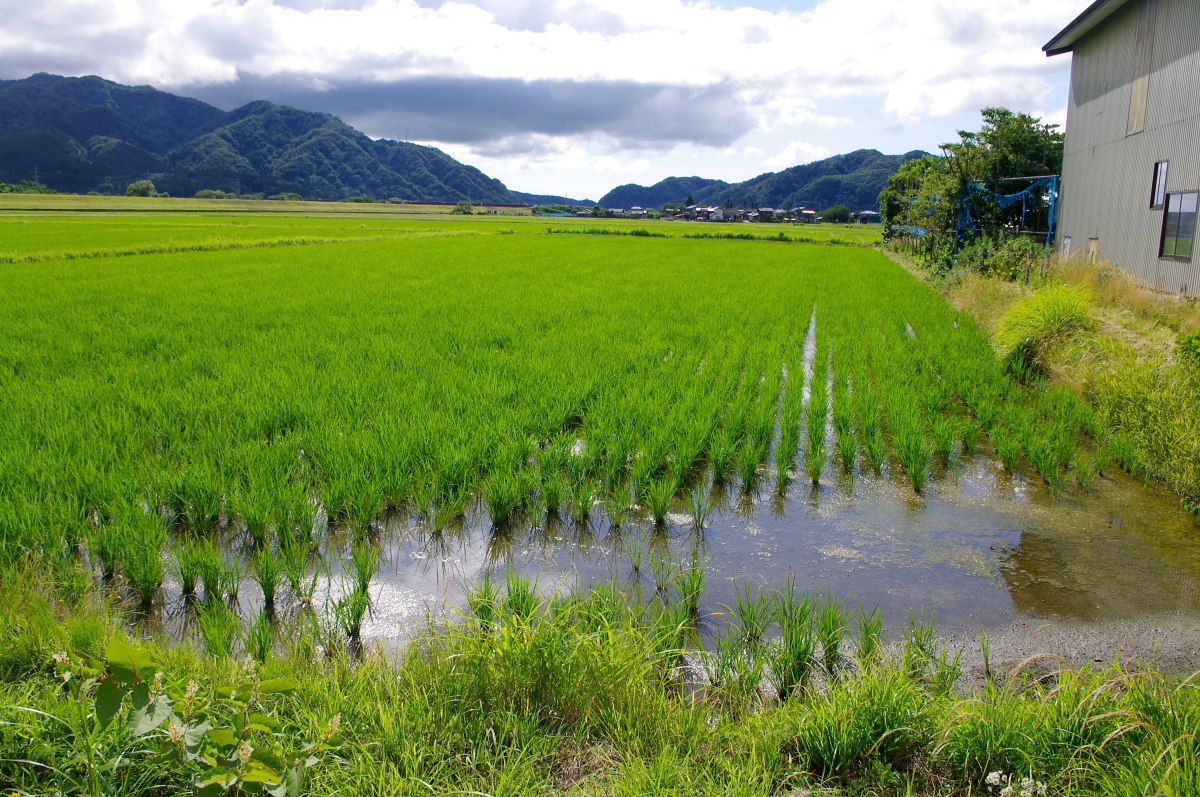 無農薬米 令和8年産 岩船産コシヒカリ 無農薬米 溝切り作業
