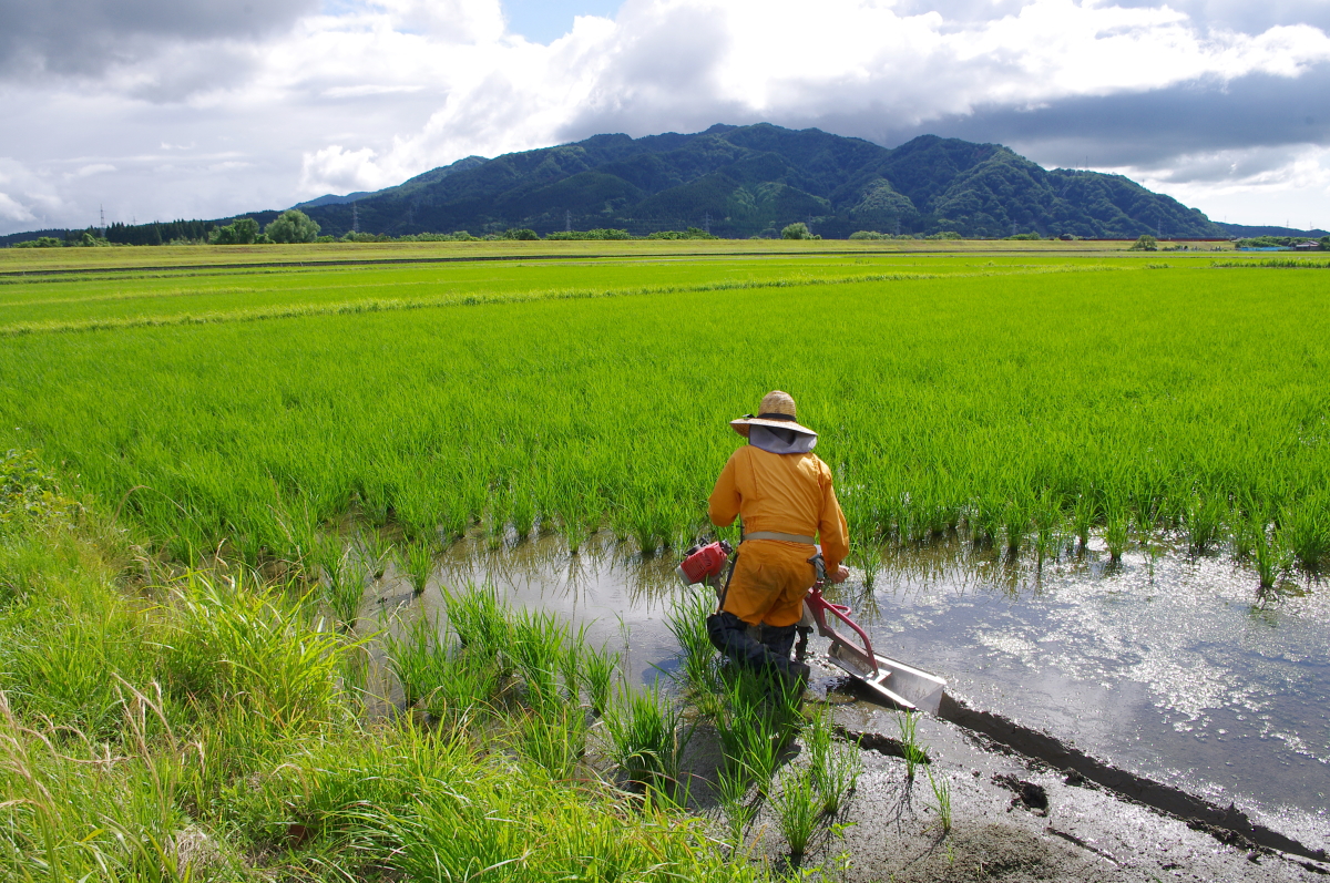 無農薬米 令和8年産 岩船産コシヒカリ 無農薬米 溝切り作業