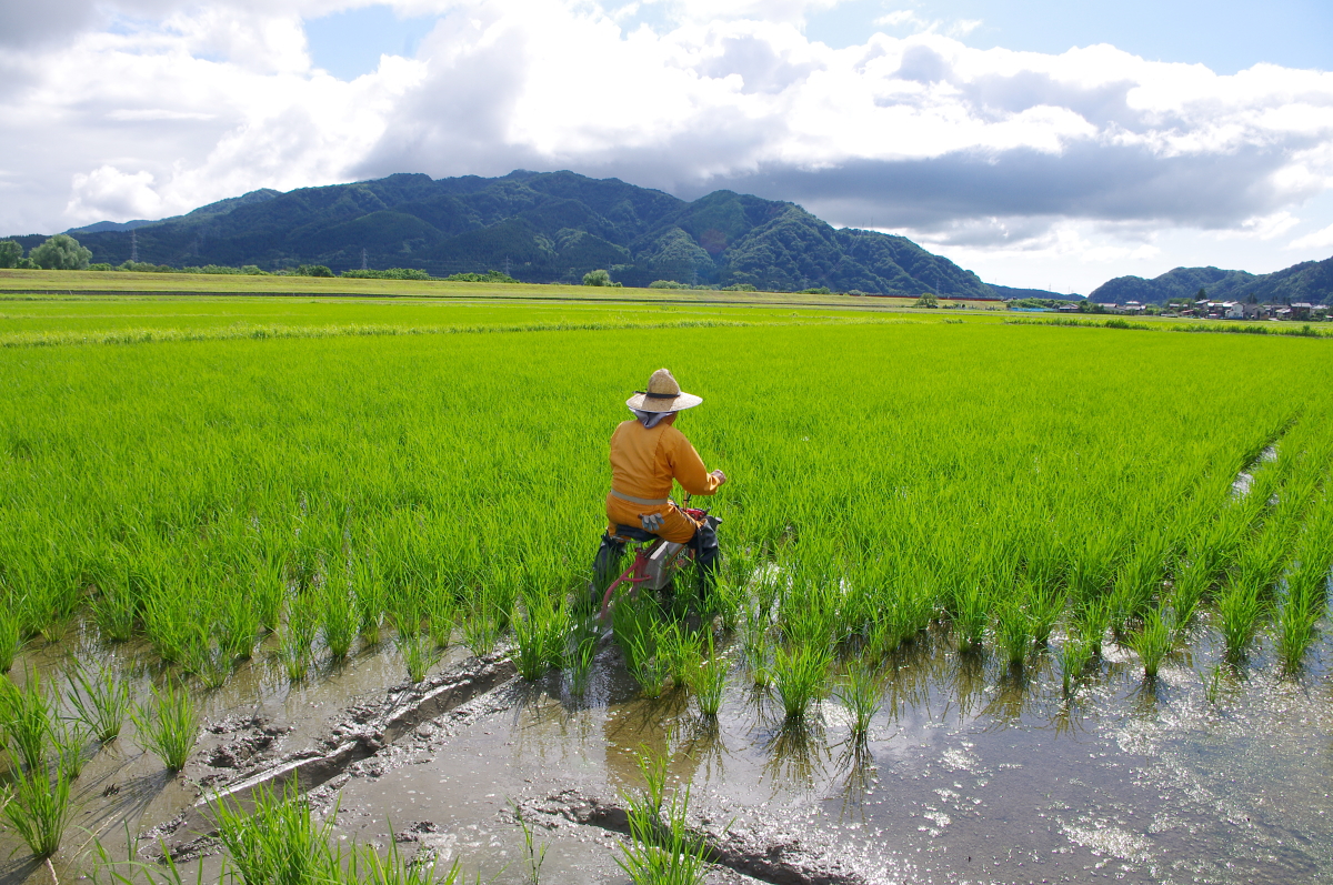 無農薬米 令和8年産 岩船産コシヒカリ 無農薬米 溝切り作業