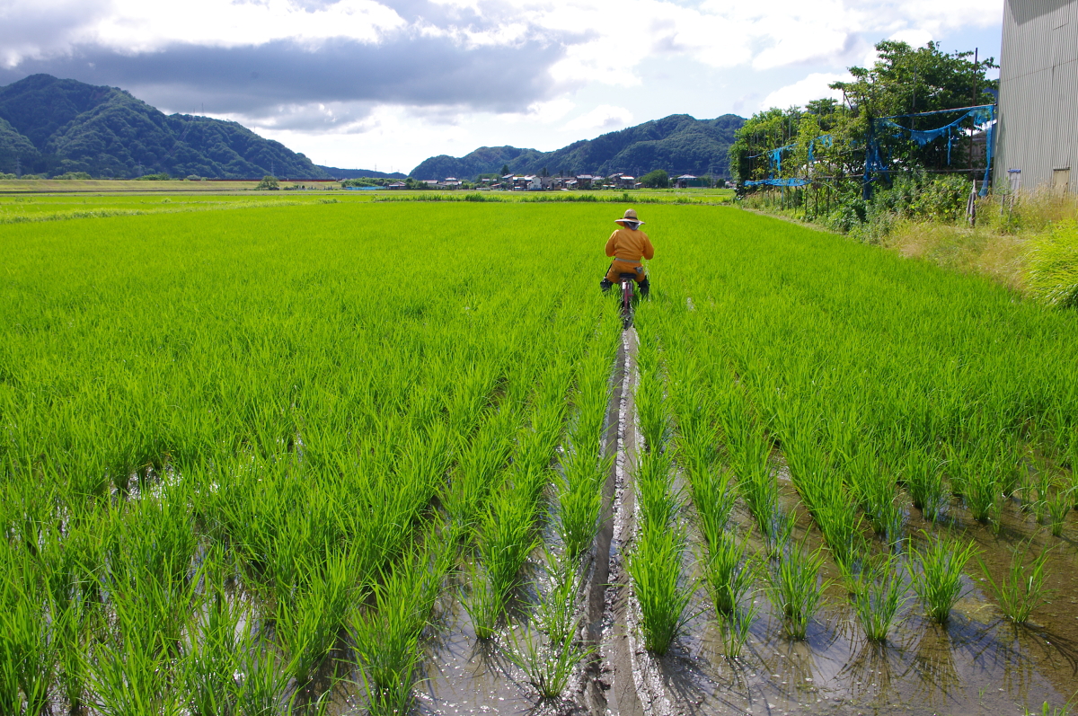 無農薬米 令和8年産 岩船産コシヒカリ 無農薬米 溝切り作業